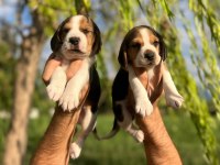 Satılık Beagle Yavruları