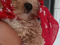Maltipoo 3 aylık erkek