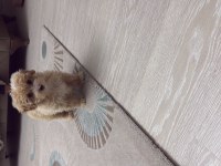 Maltipoo köpeği