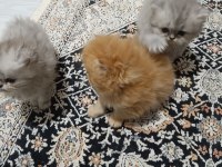 1 anne 2 yavru iran kedisi toplu veya tek