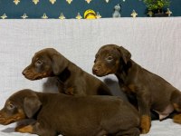 Doberman köpeklerimiz