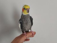 Satılık konuşan takım sultan papağanı