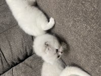 Irk Ve Sağlık Garantili Yavru Kediler