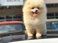 Erkek ve dişi pomeranian boo