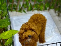 Poodle Erkek