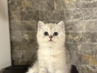 Brıtısh Shorthair Sılver Yavrularım