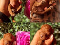 Sıfır Numara Kore Poodle Yavrular