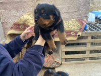 Macar rottweiler bebekler yeni yuvalarını arıyor