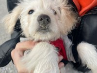3 Aylık Yavru Köpeğimiz