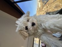Pomeranian boo yavru köpeklerimiz