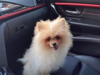 6 Aylık Pomeranian Köpeği