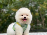 POMERANİAN BOO YAVRULARIMIZ KARŞINIZDA