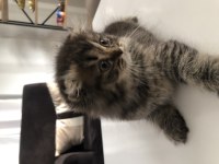 Yavru Scottish Fold