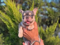 PREMIUM KALİTE LİLAK FRENCH BULLDOG YAVRUSU