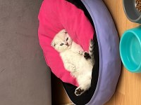 4 aylık dişi scottish fold