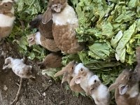 Toplu elma baş tavşan verilir