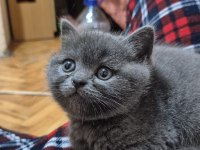 Scottish fold biritish shorthair sağlık garantil