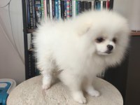 Pomeranian bebekler