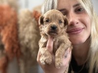 Maltipoo Yavruları
