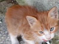 3 SARMAN YAVRU KEDİYE ACİL YUVA