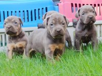 CANE CORSO YAVRULARI MÜKEMMEL ARAYANLARA