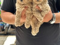 A kalite toy poodle