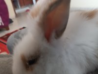 Teddy Hollanda lop yavru tavşan