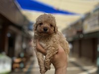Hakiki orjinal (toy poodle)