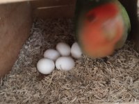Yumurtalı sevda papağanı takım