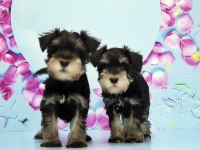 BLACK SİLVER MİNYATÜR SCHNAUZER YAVRU