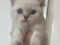 Blue point british shorthair cinsi kedi