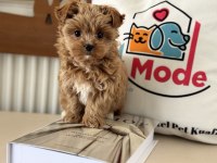 Petmode köğek çiftliğinden tea cup morkie yavrumuz