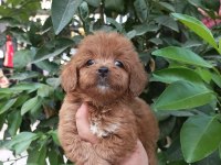 Maltipoo yavrular