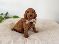 Safkan Oyuncak Bebeğim Toy Poodle