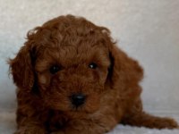 Toy poodle yavruları