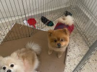 Pomeranian cinsi yavrular yeni yuva arıyor