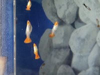 Red koi lepistes