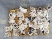 Gonzales hamster yavrularımız ev üretimi