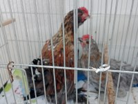 Üç aylık ispenç horoz iki adet