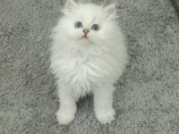 British Longhair Bebekler