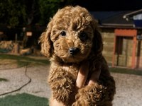 5 Haziran Doğumlu İki Erkek Yavru Poodle