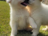 %100 Safkan Beyaz Akita Yavruları