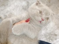 Scottish fold yavru kedimiz