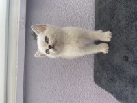 British Shorthair Yavrularımız