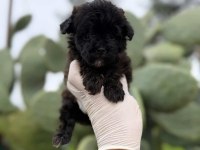 SİYAH MALTİPOO TEACUP BEBEKLERİM