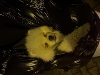 0 numara erkek full aşılı pomeranian