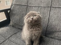 Ayı surat dişi scottish fold