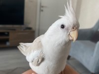 Konuşan TARÇIN Full evcil FALLOW Sultan Papağanı