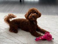 Kore erkek 2,5 kg 15 aylık poodle