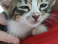 1 Aylık Tatlı Oyuncu Yavru Tekir